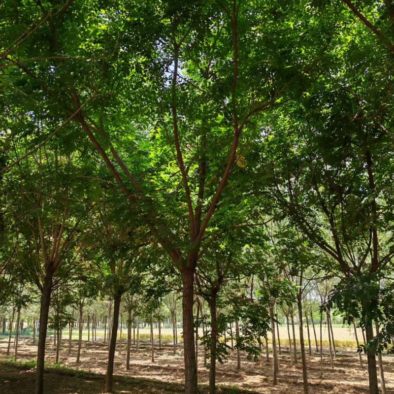 哪里種植欒樹多 17公分欒樹價(jià)格 14公分欒樹價(jià)格