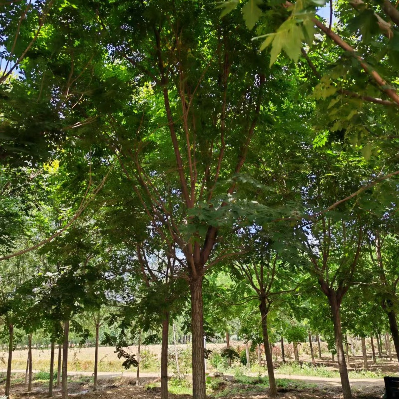 欒樹(shù)多少錢(qián)/ 7公分欒樹(shù)價(jià)格 26公分欒樹(shù)價(jià)格