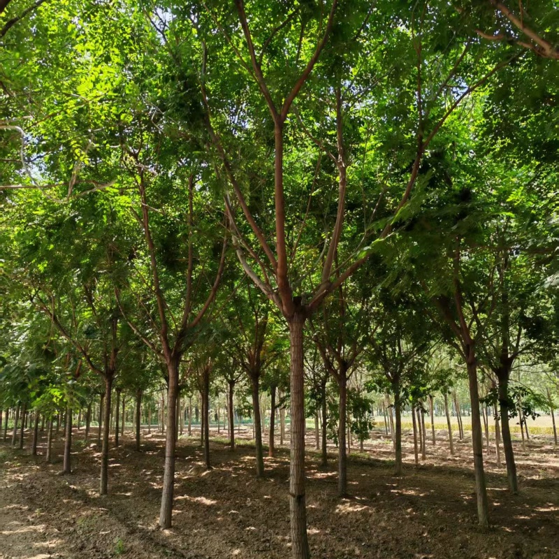 欒樹多少錢/ 13公分欒樹價格 4公分欒樹價格