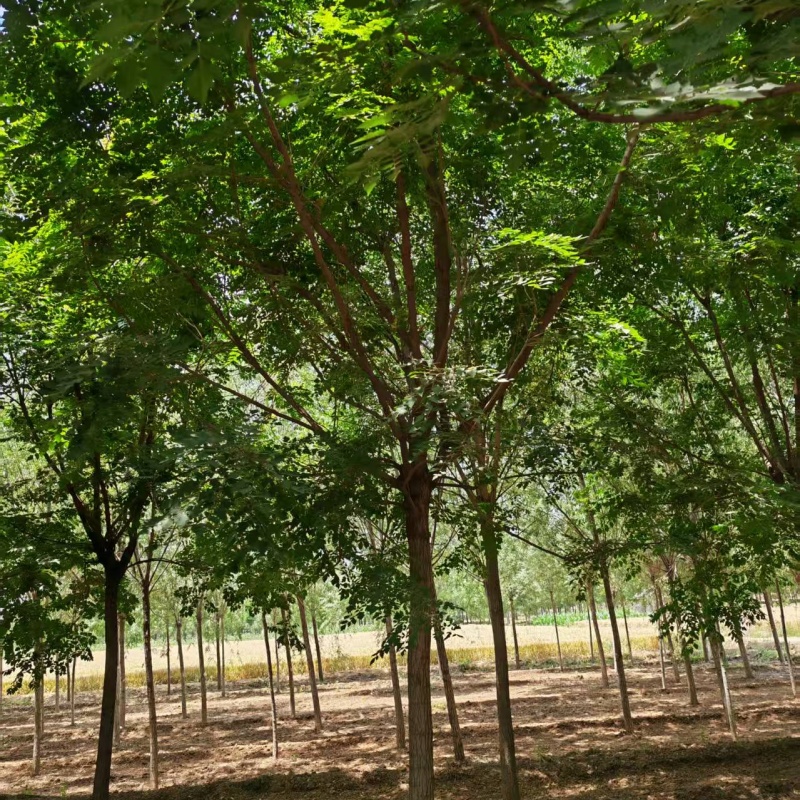 山東欒樹基地 9公分欒樹價格 8公分欒樹價格