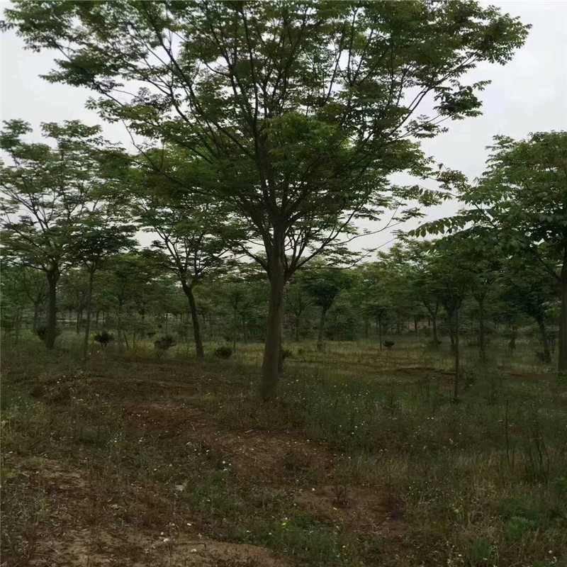基地批發(fā)價(jià)格 9公分欒樹價(jià)格 18公分欒樹價(jià)格