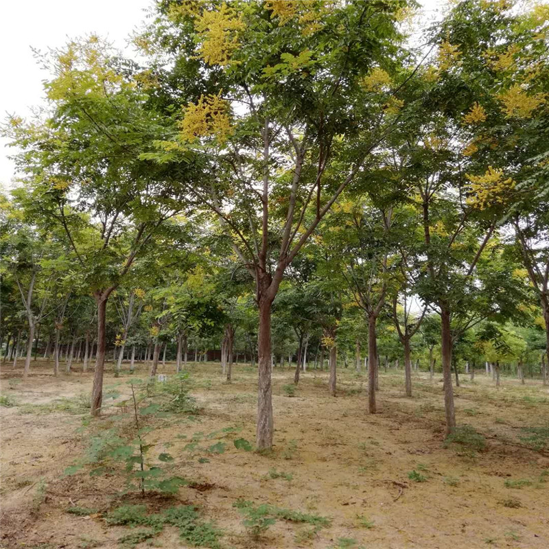 欒樹(shù)自產(chǎn)自銷(xiāo)價(jià)格 9公分欒樹(shù)價(jià)格 28公分欒樹(shù)價(jià)格