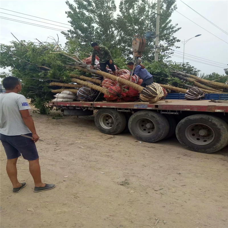 欒樹多少錢/ 13公分欒樹價格 4公分欒樹價格