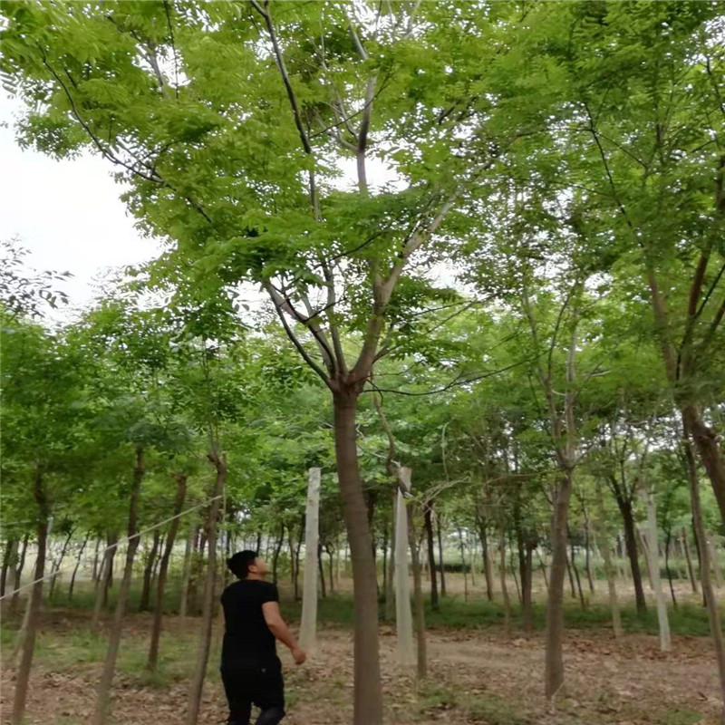 欒樹(shù)自產(chǎn)自銷(xiāo)價(jià)格 9公分欒樹(shù)價(jià)格 28公分欒樹(shù)價(jià)格