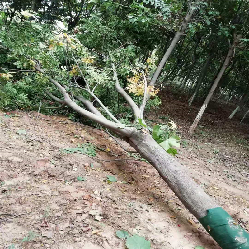 欒樹上車價 11公分欒樹價格 22公分欒樹價格