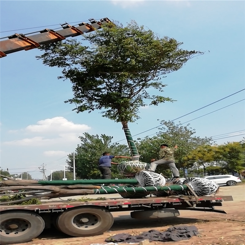 欒樹多少錢/ 25公分欒樹價格 26公分欒樹價格