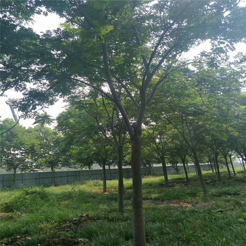 欒樹上車價 11公分欒樹價格 22公分欒樹價格