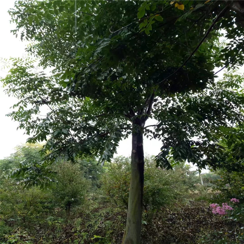 山東欒樹基地 9公分欒樹價格 8公分欒樹價格