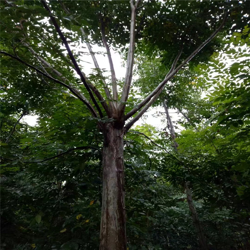 菏澤欒樹產(chǎn)地 23公分欒樹價(jià)格 26公分欒樹價(jià)格