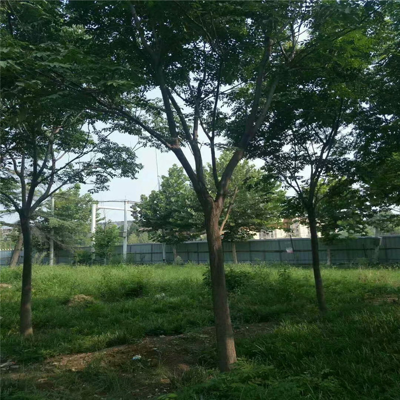 欒樹自產(chǎn)自銷價格 5公分欒樹價格 4公分欒樹價格