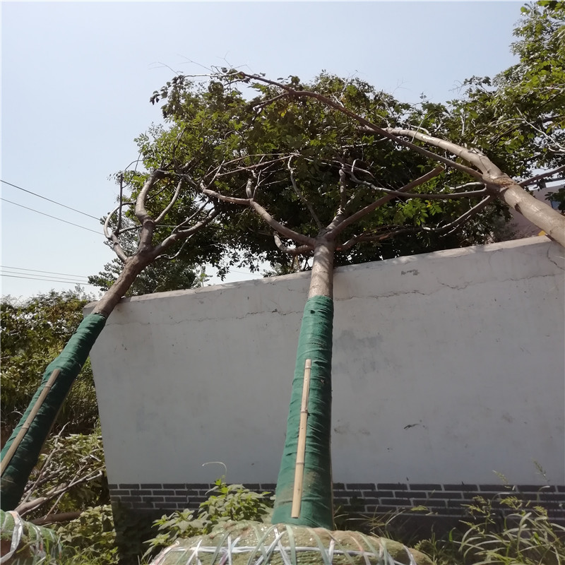 哪里種植欒樹多 17公分欒樹價(jià)格 14公分欒樹價(jià)格