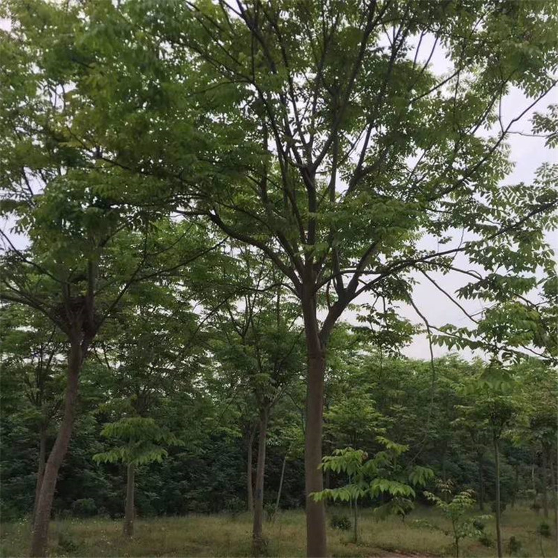 欒樹自產(chǎn)自銷價格 5公分欒樹價格 4公分欒樹價格