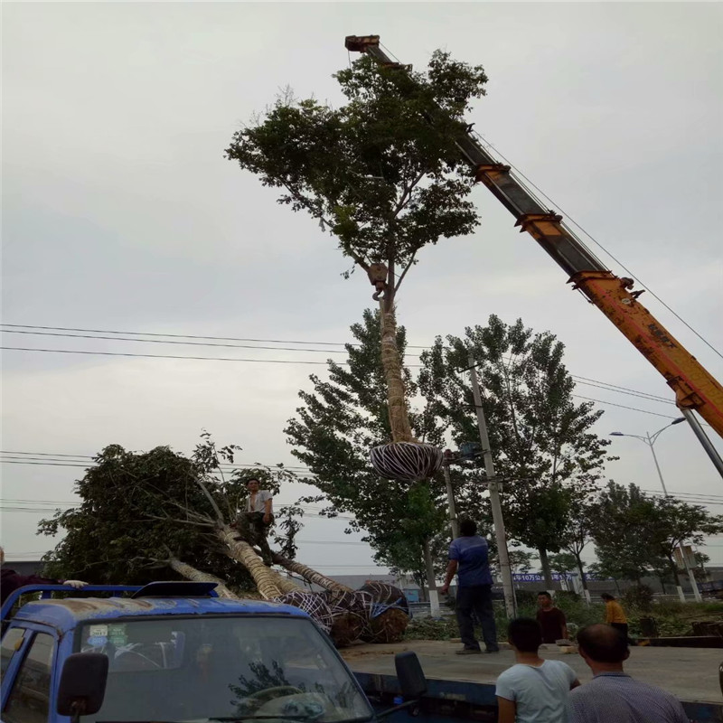 欒樹種植基地 19公分欒樹價(jià)格 18公分欒樹價(jià)格