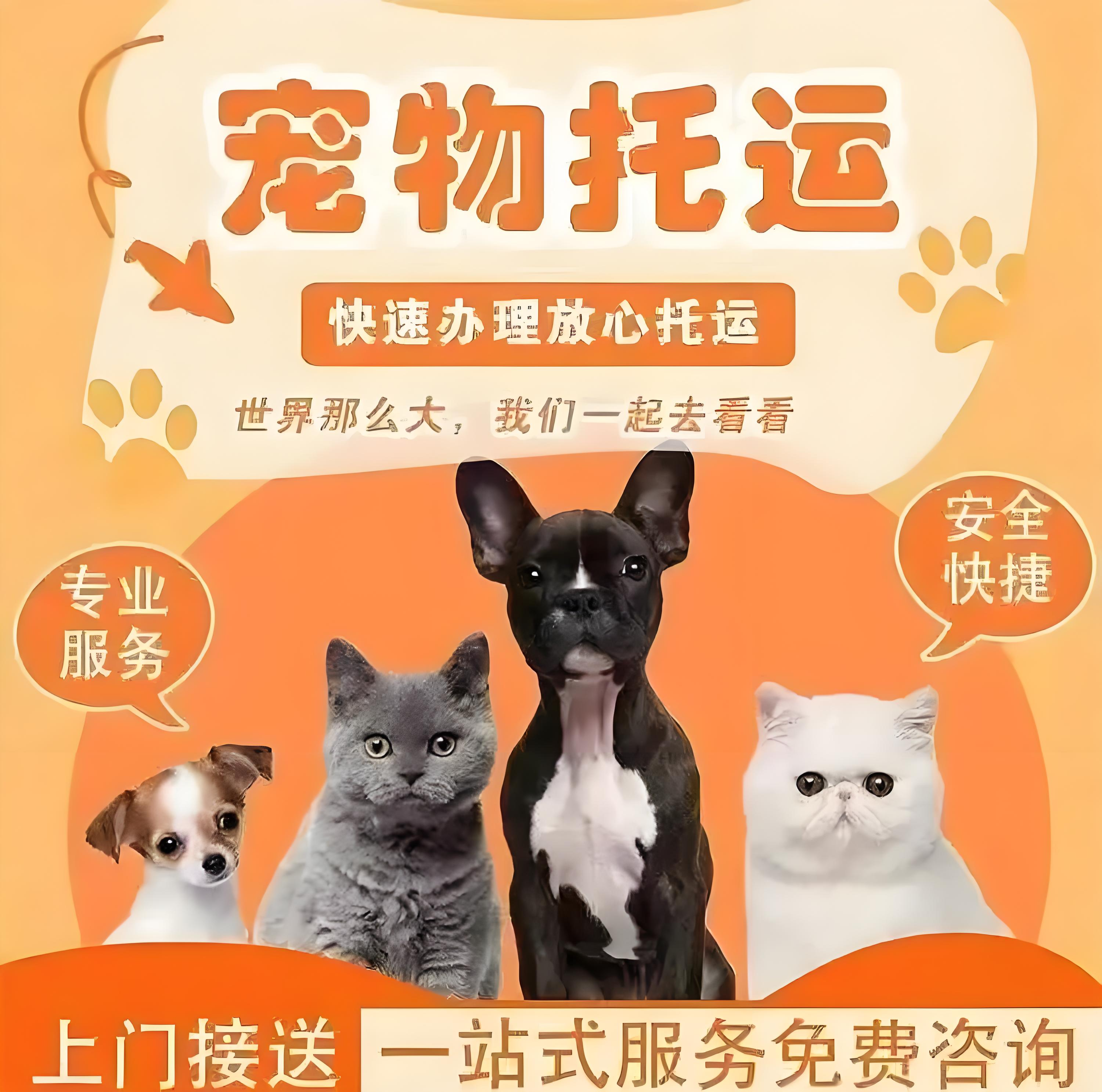 阿壩 靠譜的托運 狗托運
