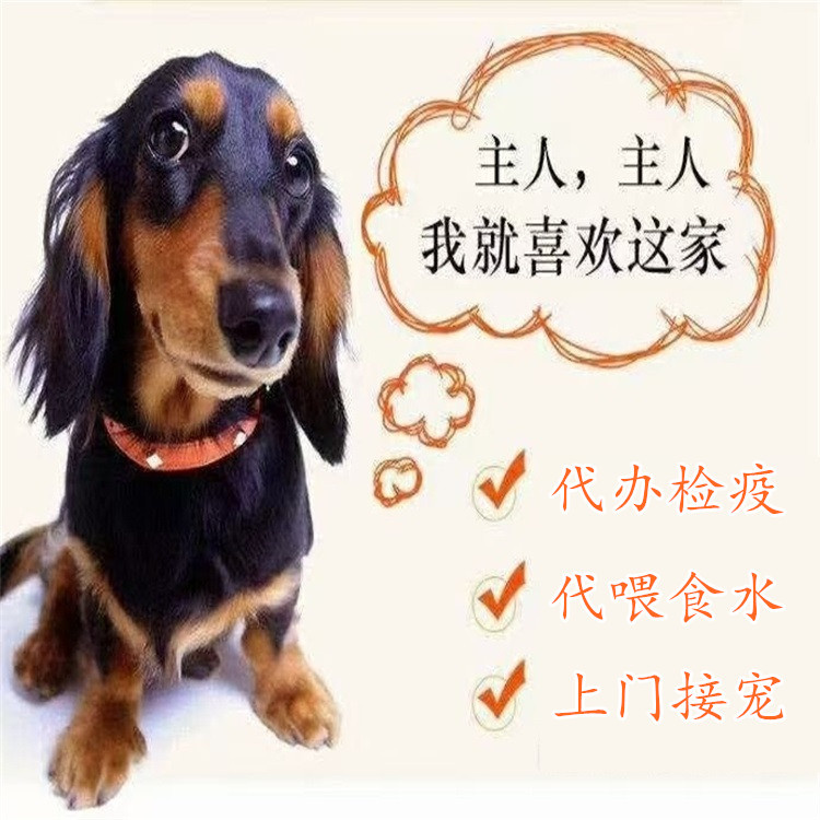 煙臺 貓托運(yùn) 飛機(jī)托運(yùn)