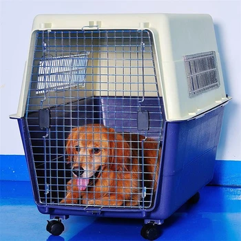 福建三明宠物猫咪托运专线托运