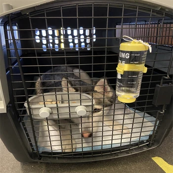 福建三明宠物猫咪托运专线托运