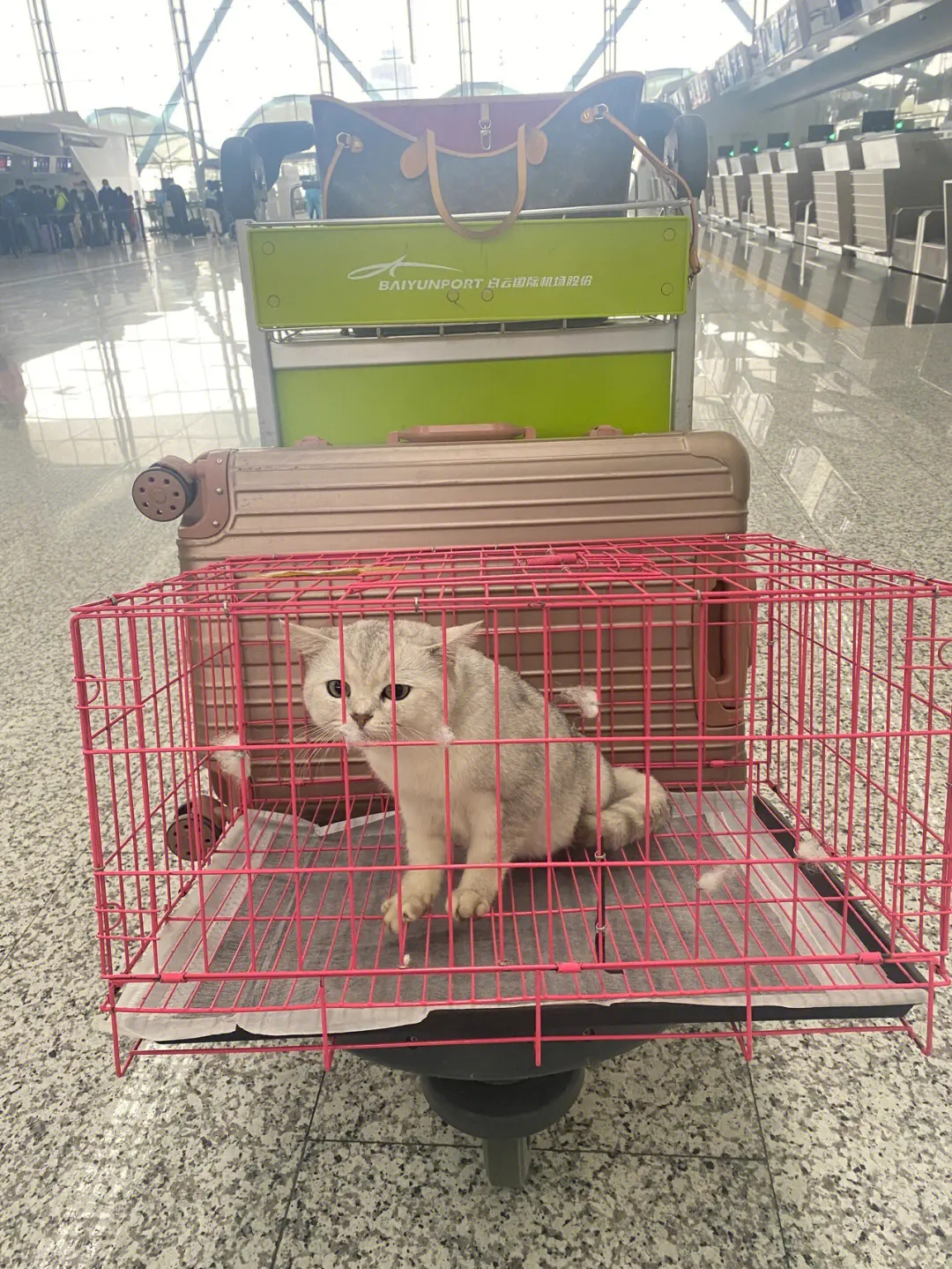 桂林 貓托運 托運