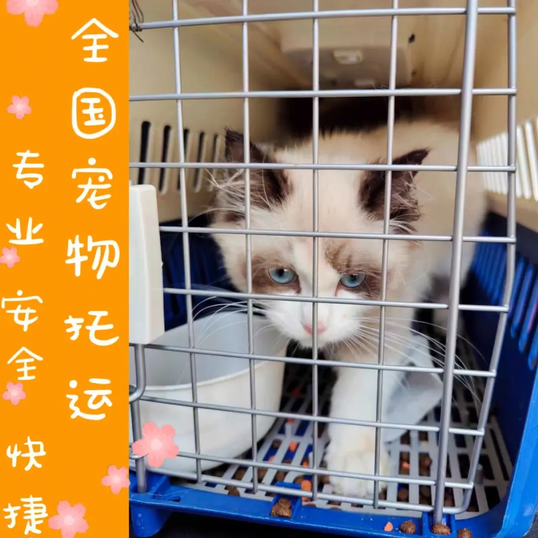 達(dá)州正規(guī)托運(yùn)-活體運(yùn)輸