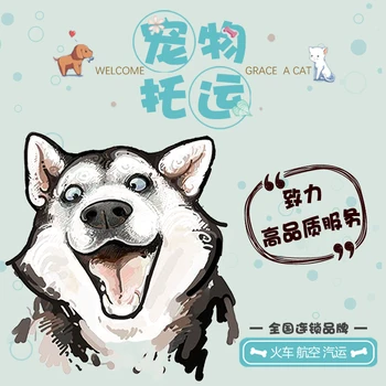 云南红河宠物托运专线托运