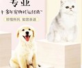 海南宠物猫咪托运汽车托运