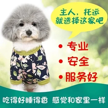 福建三明宠物猫咪托运专线托运