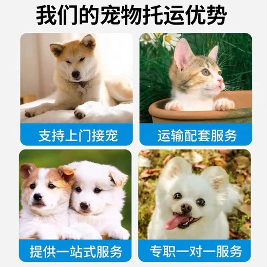 宠物托运）平顶山宠物猫托运火车托运