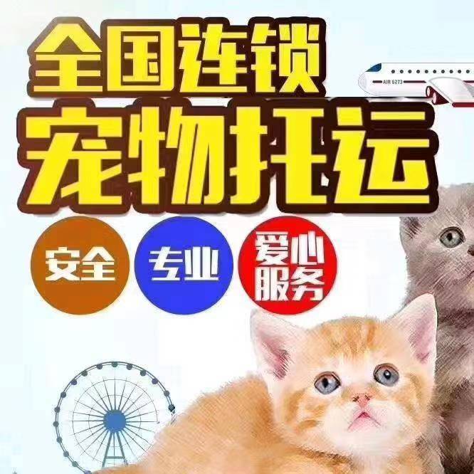 合川 貓咪托運(yùn) 托運(yùn)