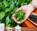 六堡茶批发价格区间全解析：您的专属茶园直供优选！