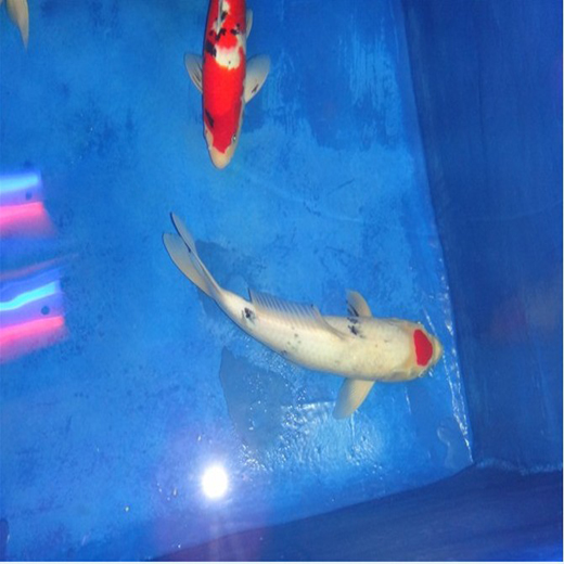 福建三明錦鯉魚池漆生產廠家