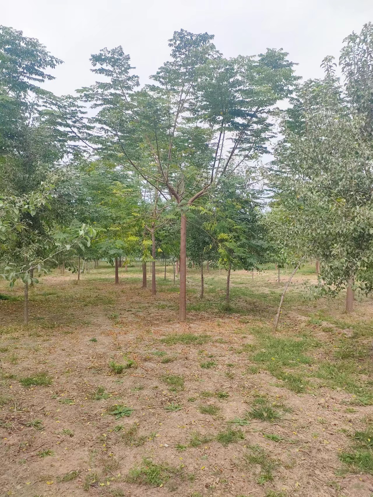 山東周村區(qū)苦楝樹基地