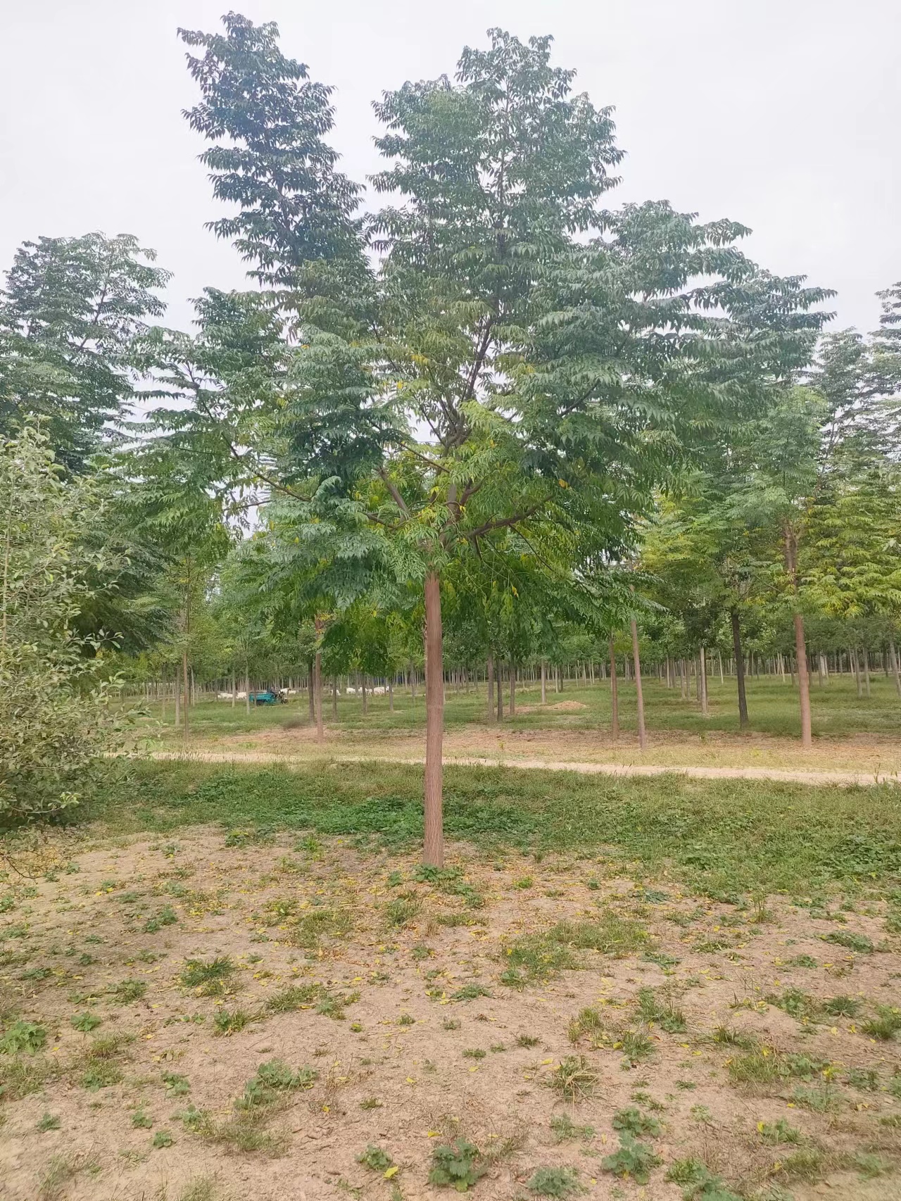 山東文登區(qū)苦楝樹(shù)苗圃基地
