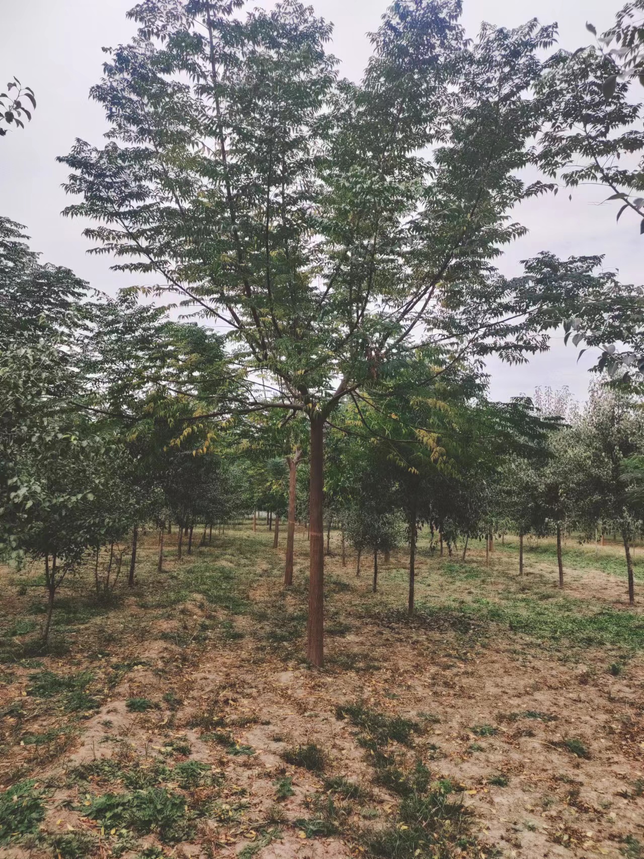 山東臨沂郯城苦楝子樹苗圃基地