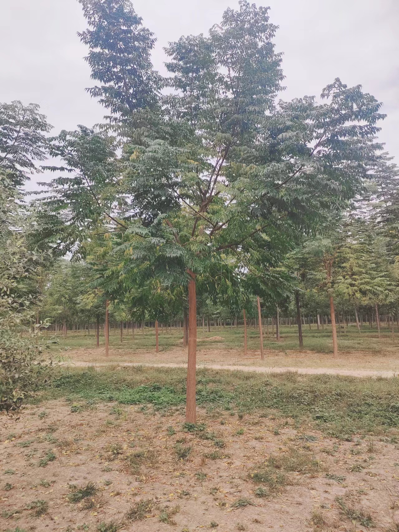 山東濱州無棣苦楝子樹培育基地
