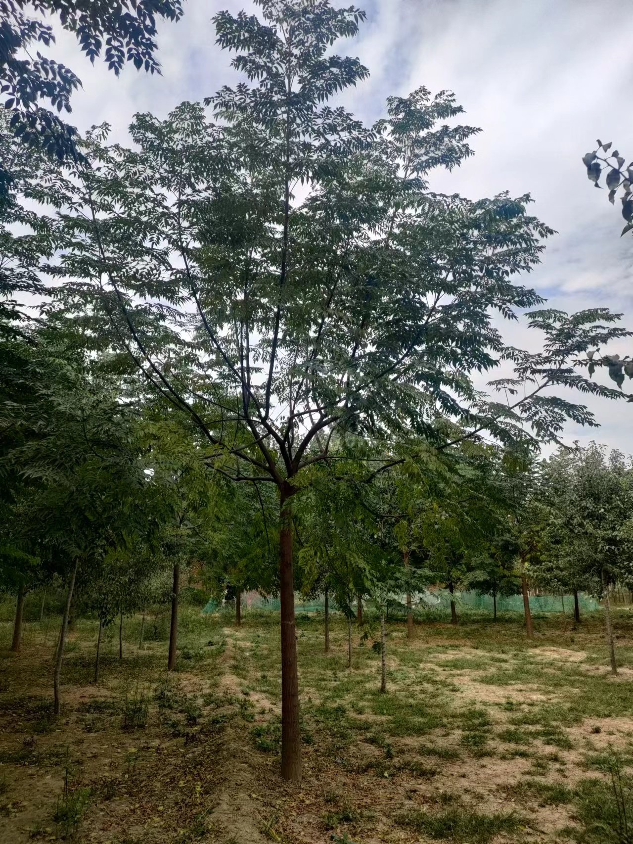 山東臨朐苦楝樹苗圃基地