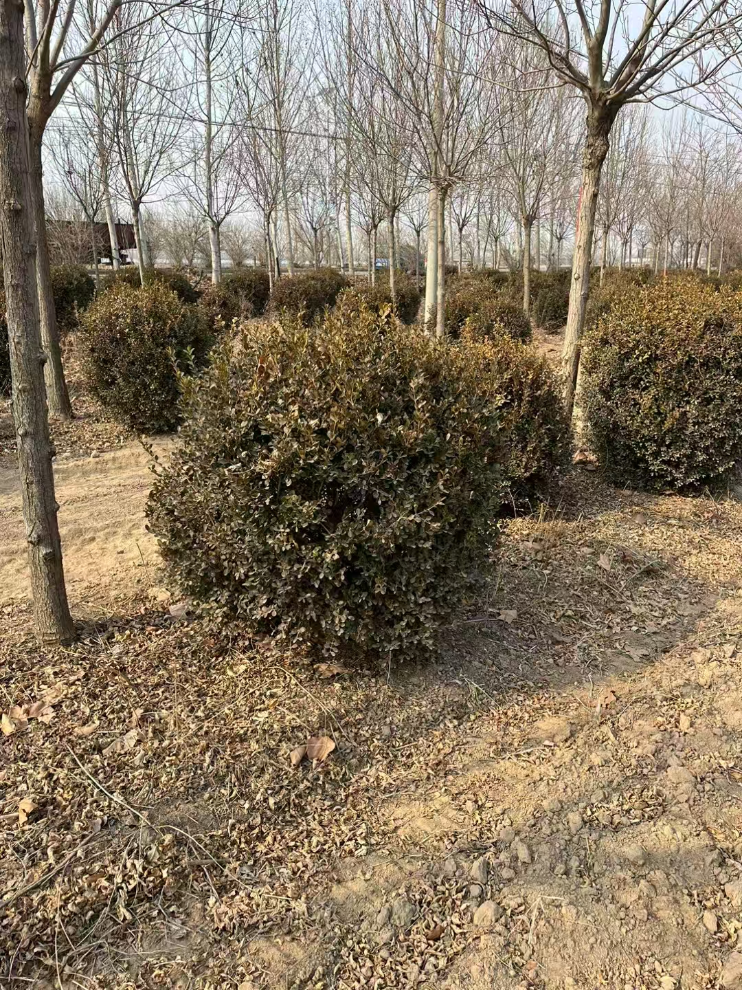 山東利津瓜子黃楊球苗圃基地