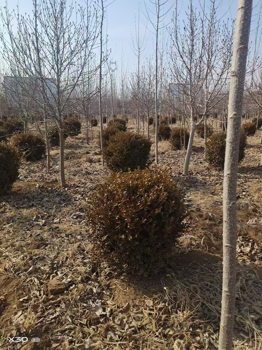 山東德州慶云瓜子黃楊球基地
