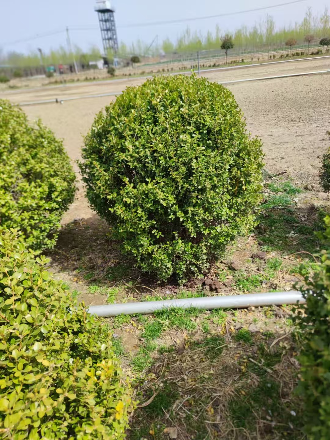 山東利津瓜子黃楊球苗圃基地