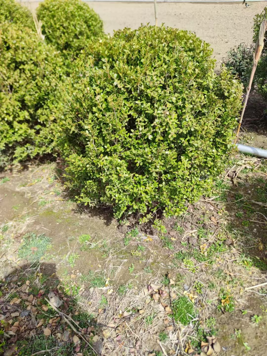 山東臨沂平邑瓜子黃楊球基地批發(fā)