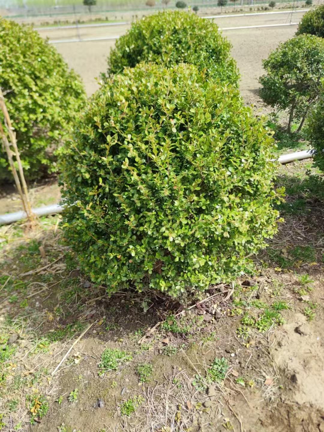 山東德州慶云瓜子黃楊球基地