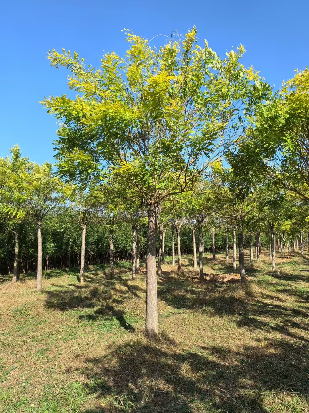 山東濱州濱城區(qū)金葉槐培育基地