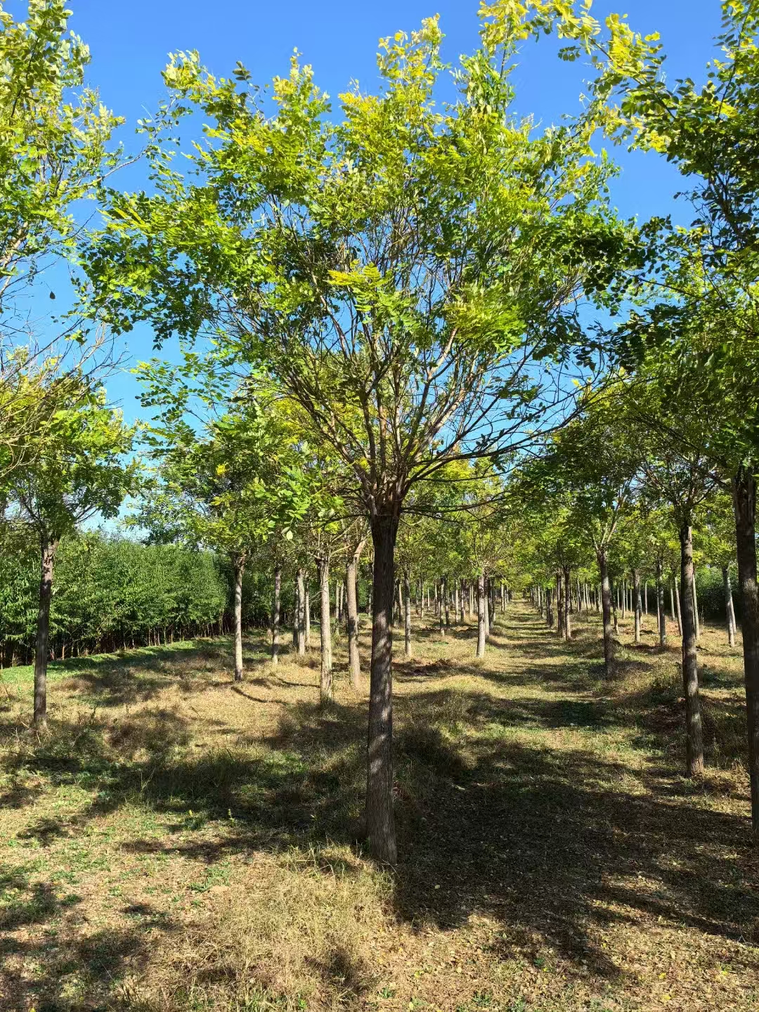 山東冠縣金葉槐苗圃基地