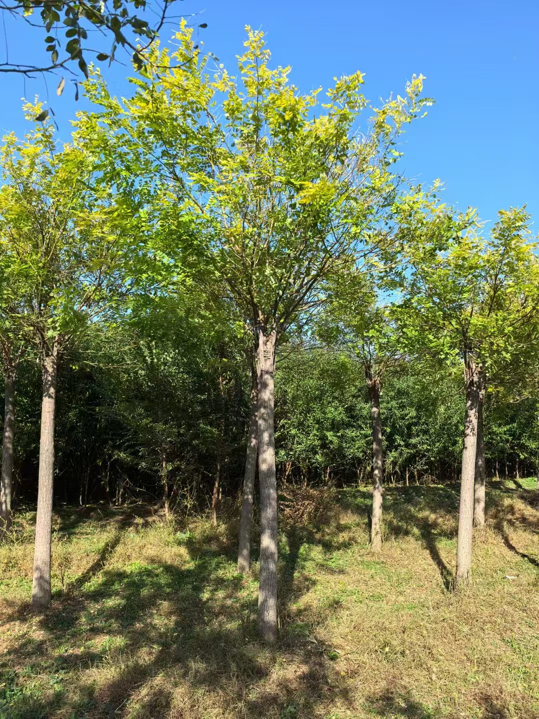 山東濟寧嘉祥金葉槐生產(chǎn)基地