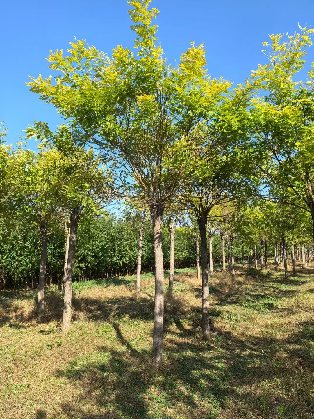 山東青島膠州金葉槐苗圃基地