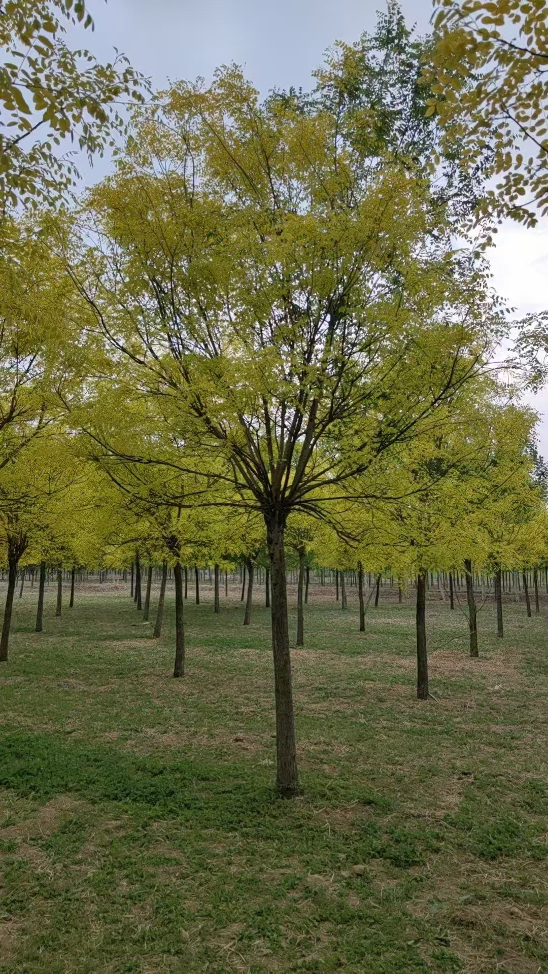 山東濟寧嘉祥金葉槐生產(chǎn)基地