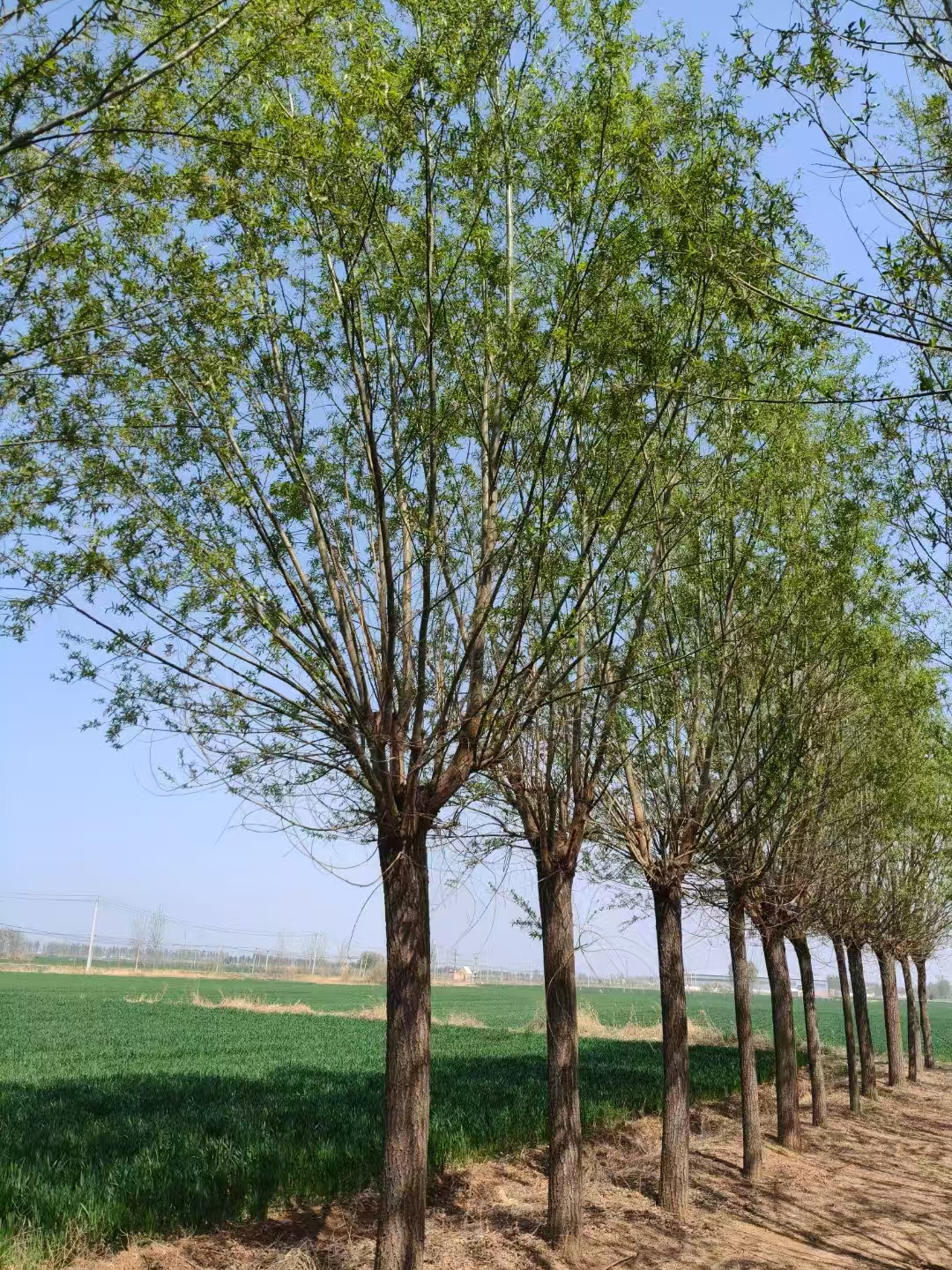 山東臨沂平邑柳樹苗基地批發(fā)批發(fā)
