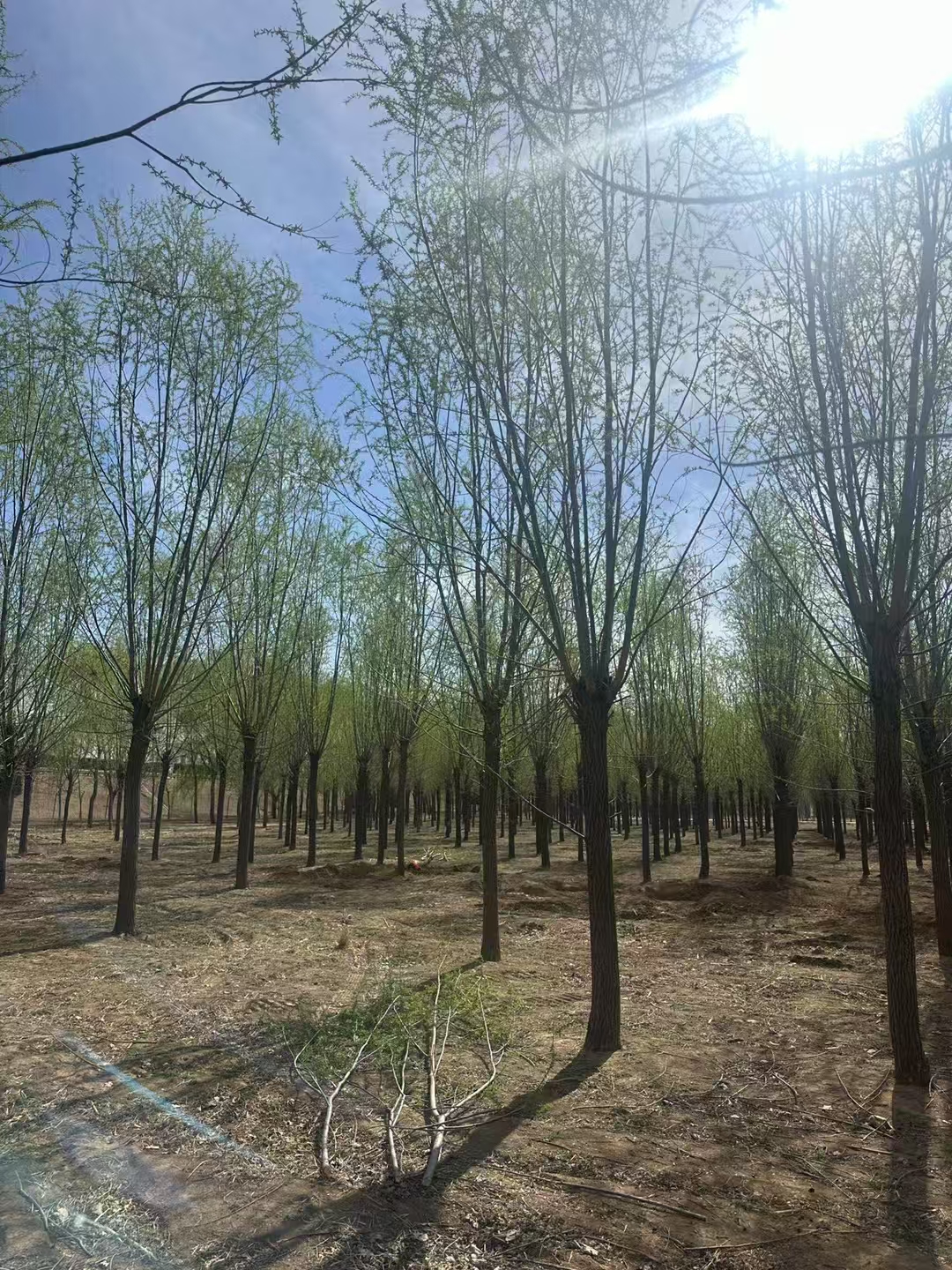 山東聊城莘縣柳樹苗生產(chǎn)基地批發(fā)