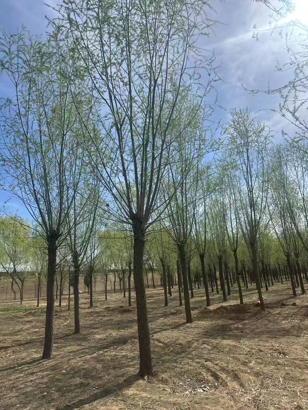 山東東營東營區(qū)旱柳批發(fā)基地出售 旱柳基地