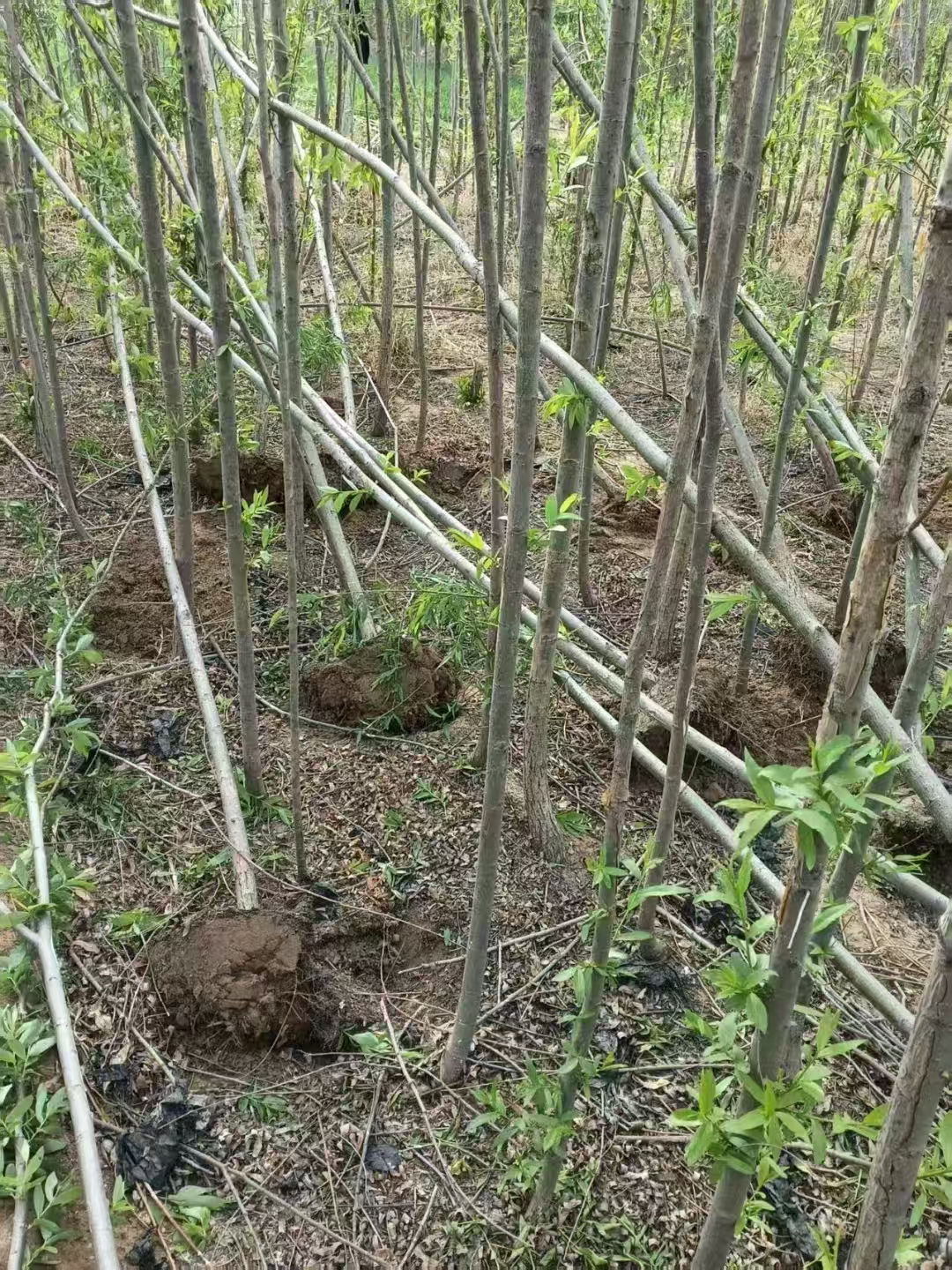 山東淄川區(qū)柳樹苗基地批發(fā)