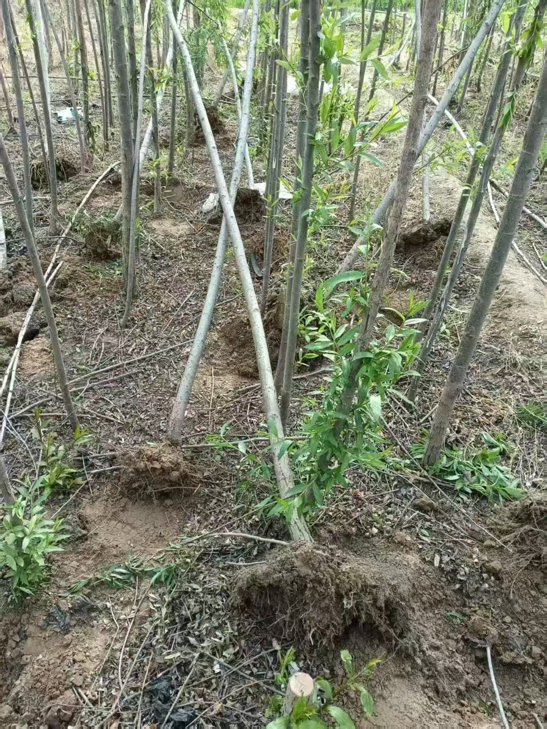 山東五蓮柳樹苗苗圃基地批發(fā)